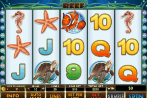 dolphin-reef